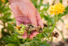 Что делать с отцветшими однолетниками: уборка, компостирование и подготовка к следующему сезону Уборка отцветших однолетников в саду