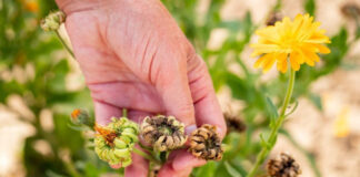 Что делать с отцветшими однолетниками: уборка, компостирование и подготовка к следующему сезону Уборка отцветших однолетников в саду