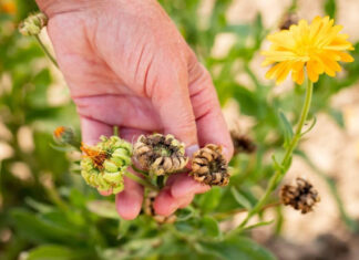 Что делать с отцветшими однолетниками: уборка, компостирование и подготовка к следующему сезону Уборка отцветших однолетников в саду
