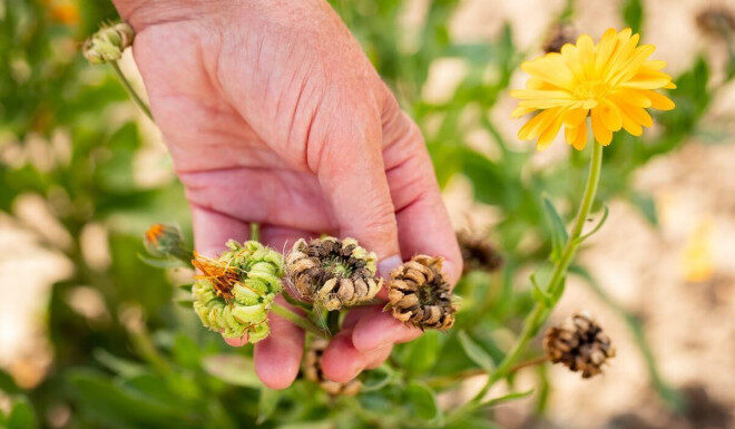 Что делать с отцветшими однолетниками: уборка, компостирование и подготовка к следующему сезону Уборка отцветших однолетников в саду