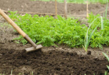 Что посадить после уборки лука и чеснока: лучшие варианты для второго урожая и улучшения почвы Что посадить после лука и чеснока