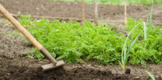 Что посадить после уборки лука и чеснока: лучшие варианты для второго урожая и улучшения почвы Что посадить после лука и чеснока