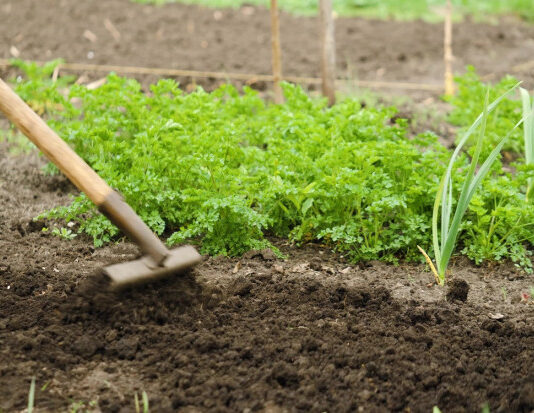 Что посадить после уборки лука и чеснока: лучшие варианты для второго урожая и улучшения почвы Что посадить после лука и чеснока