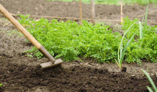 Что посадить после уборки лука и чеснока: лучшие варианты для второго урожая и улучшения почвы Что посадить после лука и чеснока