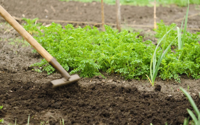 0 Что посадить после лука и чеснока