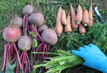 Уборка моркови и свеклы: когда и как копать, чтобы сохранить урожай на зиму Уборка моркови и свеклы