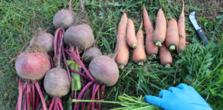 Уборка моркови и свеклы: когда и как копать, чтобы сохранить урожай на зиму Уборка моркови и свеклы