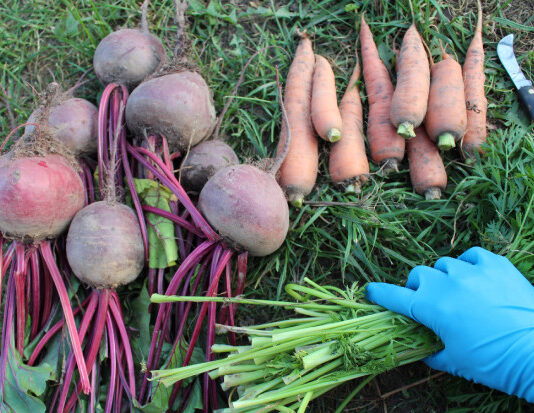 Уборка моркови и свеклы: когда и как копать, чтобы сохранить урожай на зиму Уборка моркови и свеклы
