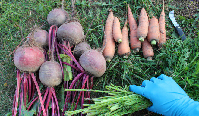 Уборка моркови и свеклы: когда и как копать, чтобы сохранить урожай на зиму Уборка моркови и свеклы