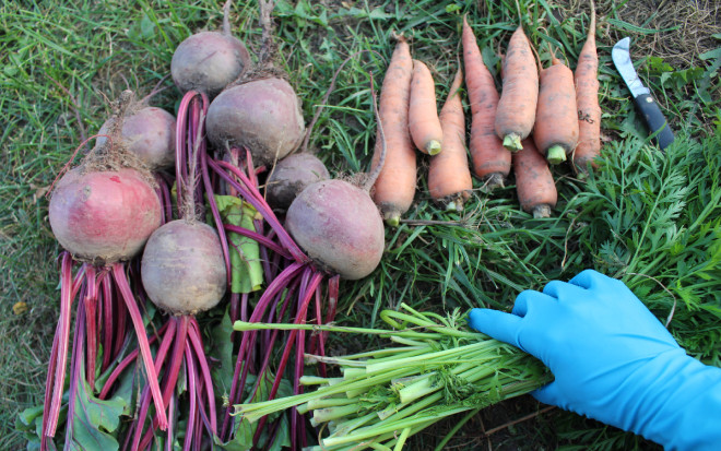 0 Уборка моркови и свеклы