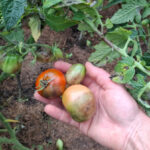 Как бороться с фитофтурой в августе: профилактика и спасение помидоров борьба с фитофторой на помидорах в августе