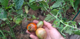 борьба с фитофторой на помидорах в августе