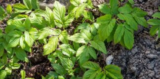 Как эффективно избавиться от сныти на участке: народные способы и гербициды как избавиться от сныти на участке народными средствами