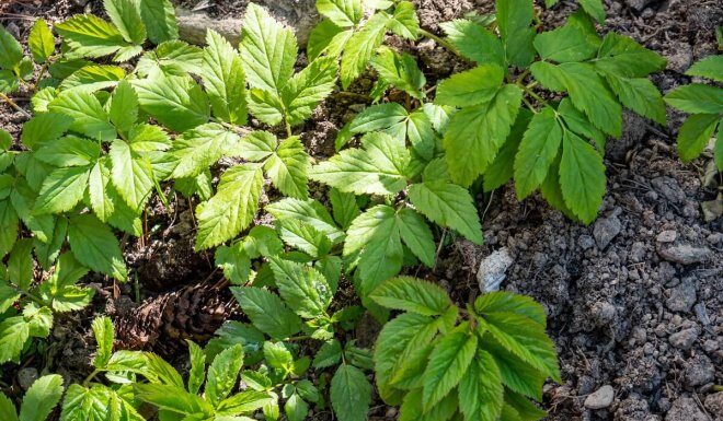 Как эффективно избавиться от сныти на участке: народные способы и гербициды как избавиться от сныти на участке народными средствами