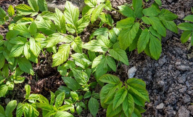 0 как избавиться от сныти на участке народными средствами