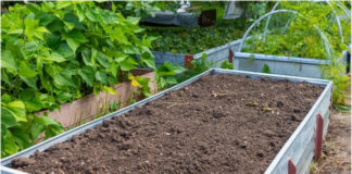 Как защитить пустующие грядки от сорняков и вредителей: подробное руководство мульчирование пустующих грядок от сорняков