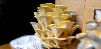 Как вырастить грибы в квартире: подробная пошаговая инструкция для начинающих выращивание грибов в квартире на балконе