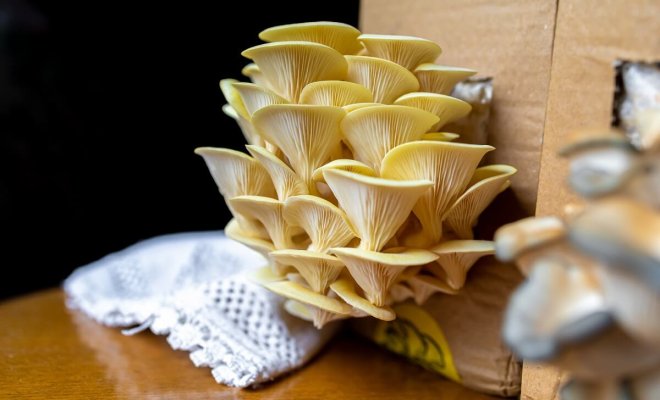 0 выращивание грибов в квартире на балконе