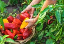 10 лучших сортов сладкого перца для начинающих огородников: урожайные и неприхотливые урожайный сорт сладкого перца для новичков