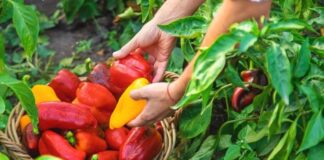 10 лучших сортов сладкого перца для начинающих огородников: урожайные и неприхотливые урожайный сорт сладкого перца для новичков