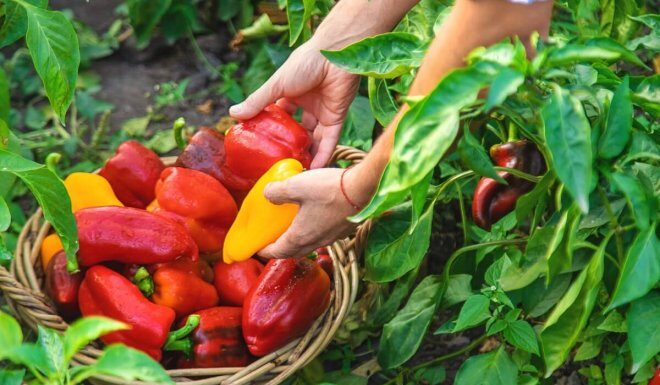 10 лучших сортов сладкого перца для начинающих огородников: урожайные и неприхотливые урожайный сорт сладкого перца для новичков