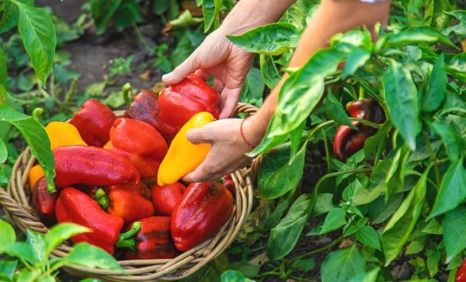 0 урожайный сорт сладкого перца для новичков