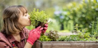 Топ-5 самых популярных зеленых культур: секреты выращивания и ухода выращивание популярных зеленных культур на грядке