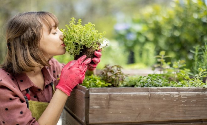 0 выращивание популярных зеленных культур на грядке