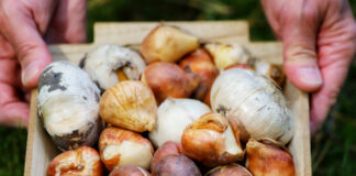 Подготовка луковичных цветов к осенней посадке: мой опыт и полезные советы подготовка луковичных цветов к осенней посадке в саду