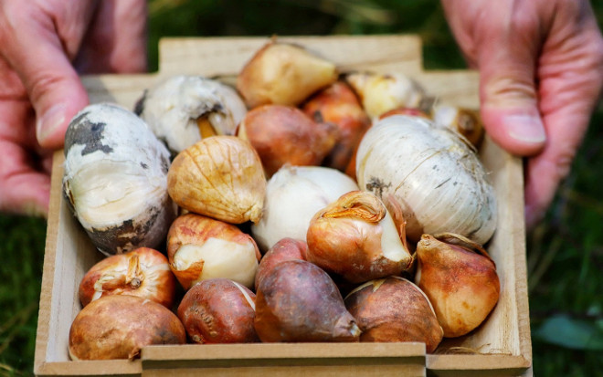 0 подготовка луковичных цветов к осенней посадке в саду