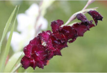 Гладиолусы отцвели: что делать дальше с цветами осенью Гладиолусы отцвели