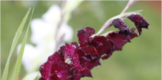 Гладиолусы отцвели: что делать дальше с цветами осенью Гладиолусы отцвели