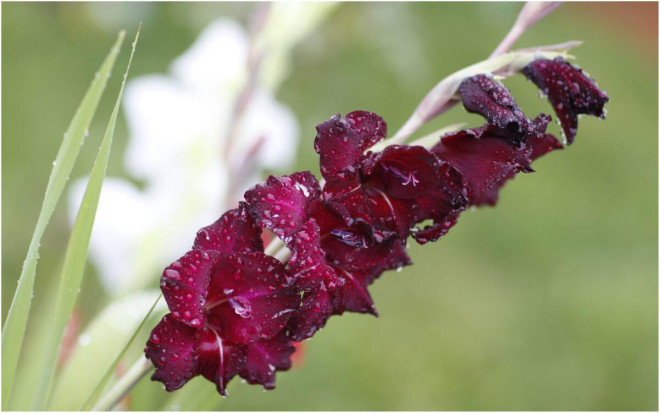 0 Гладиолусы отцвели