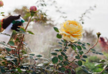 Болезни роз: как не упустить первые признаки и спасти любимые кусты болезни роз