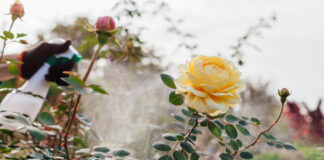 Болезни роз: как не упустить первые признаки и спасти любимые кусты болезни роз