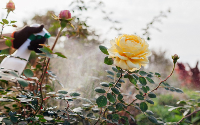 0 болезни роз