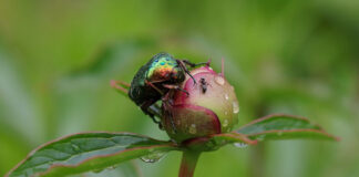 Самые опасные вредители пионов и средства от них: мой опыт борьбы вредители пионов