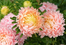 Всё о выращивании однолетних астр: лучшие сорта, посадка и уход выращивание однолетних астр