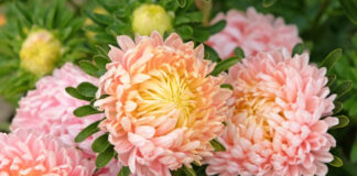 Всё о выращивании однолетних астр: лучшие сорта, посадка и уход выращивание однолетних астр