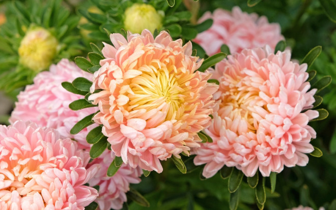 0 выращивание однолетних астр