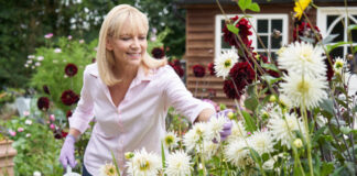 Георгины набирают силу: подвязка, полив и защита от вредителей в летний период уход за георгинами летом