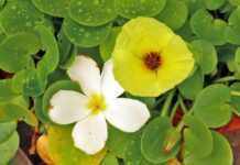 Самые красивые водные растения для средней полосы: мой опыт украшения пруда самые красивые водные растения для средней полосы