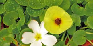 Самые красивые водные растения для средней полосы: мой опыт украшения пруда самые красивые водные растения для средней полосы