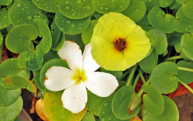 0 самые красивые водные растения для средней полосы