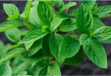 Почему не цветет гортензия и как это исправить: мои советы из личного опыта почему не цветет гортензия в саду