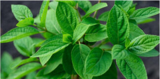 Почему не цветет гортензия и как это исправить: мои советы из личного опыта почему не цветет гортензия в саду