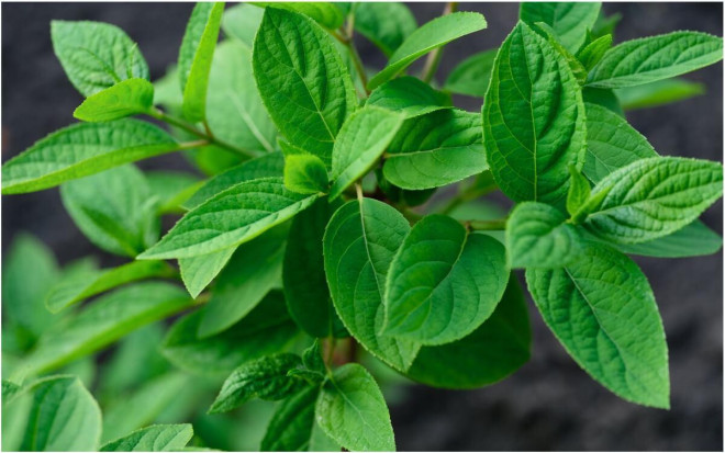 0 почему не цветет гортензия в саду