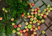 Почему осыпаются яблоки: 5 причин и что с этим делать почему осыпаются яблоки на яблоне