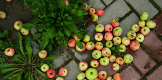 Почему осыпаются яблоки: 5 причин и что с этим делать почему осыпаются яблоки на яблоне