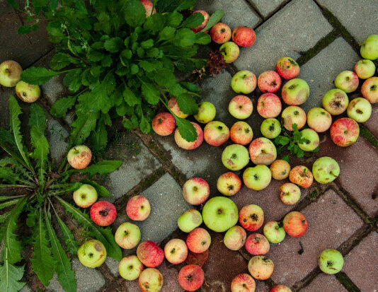 Почему осыпаются яблоки: 5 причин и что с этим делать почему осыпаются яблоки на яблоне